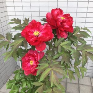 お教室の牡丹と私の牡丹コレクション【大阪京橋の着付け教室きものたまより】